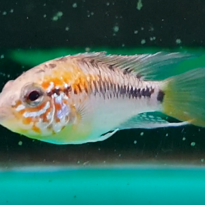 Apistogramma macmasteri