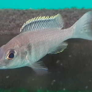 Cichlid ID