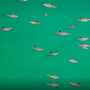 Brevibora dorsiocellata