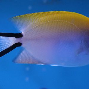 Swallowtail angelfish - Genicanthus melanospilos