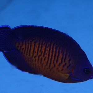 Centropyge bispinosa