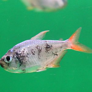 Moenkhausia columbiana