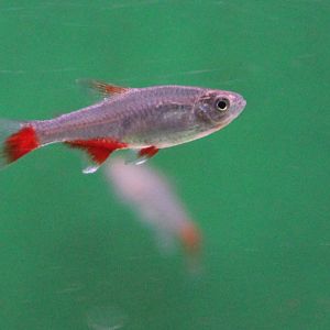 Bloodfin tetra - Aphyocharax anisitsi