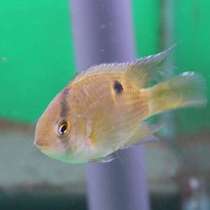 Keyhole chiclid - Cleithracara maronii