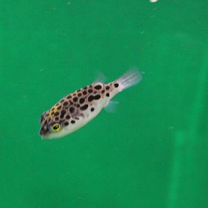 Tetraodon nigroviridis