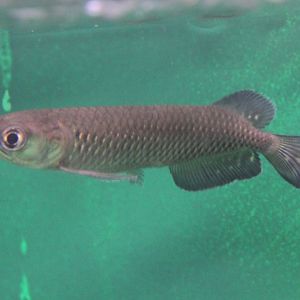 Australian bonytongue - Scleropages jardini