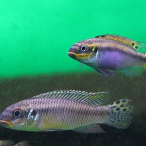 Pelvicachromis pulcher "Moliwe"