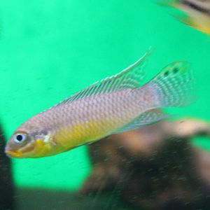 Cichlid ID