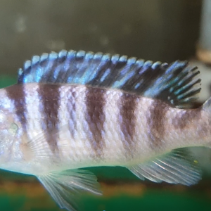 Pseudotropheus lombardoi
