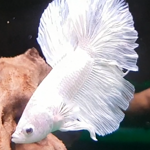 Siamese fighting fish - Betta splendens - White