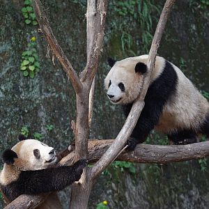 Giant panda