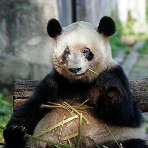 Giant panda