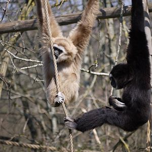 White-Handed Gibbon