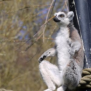 Ring-Tailed Lemur