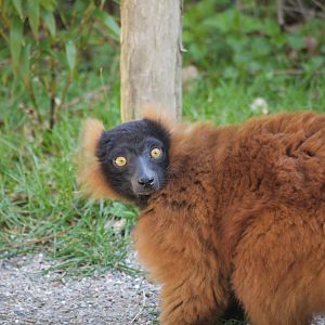 Red Ruffed Lemur