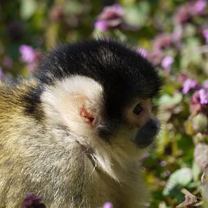 Black-Capped Squirrel Monkey