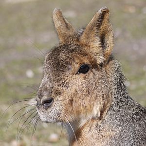 Patagonian Mara