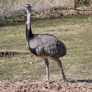 Greater Rhea