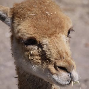 Vicuña