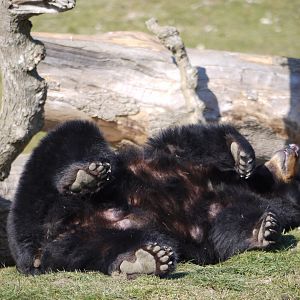 American Black Bear