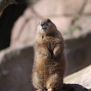 Black-Tailed Prairie Dog
