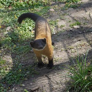 Yellow-Throated Marten