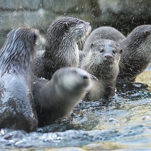 Asian Small-Clawed Otter