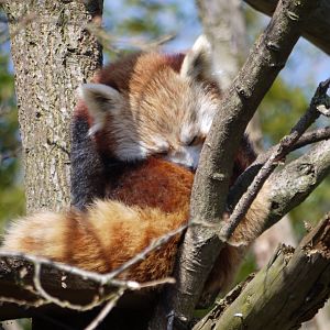 Red Panda