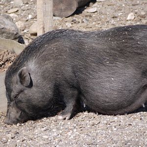 Domestic Pig