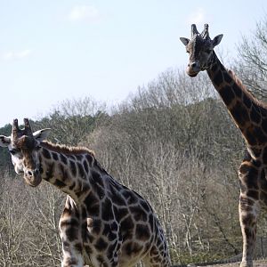 Rothschild's Giraffe