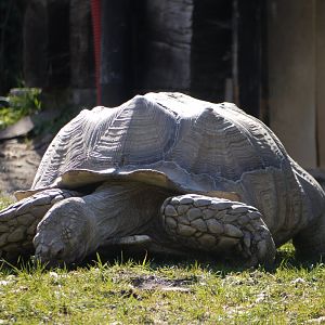 African Spurred Tortoise