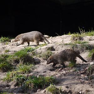 Banded Mongoose