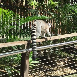 Ring Tailed Lemur