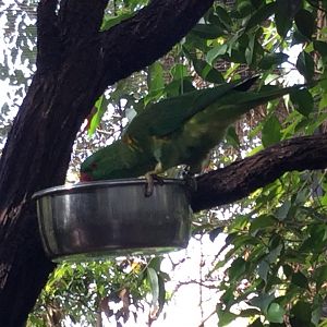 Scaly Breasted Lorikeet