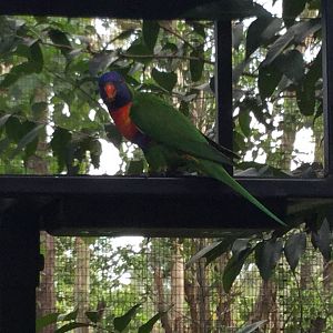 Rainbow Lorikeet