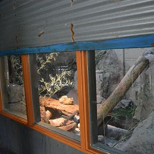 Black-Footed Cat Exhibit