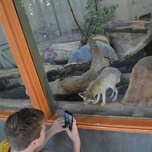 Fennec Fox interacting with guests.