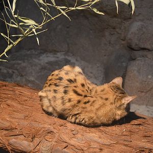 Black-Footed Cat