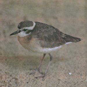Kittlitz’s Plover (Charadrius pecuarius)
