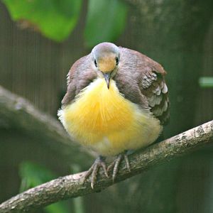 Cinnamon ground dove (Gallicolumba rufigula)