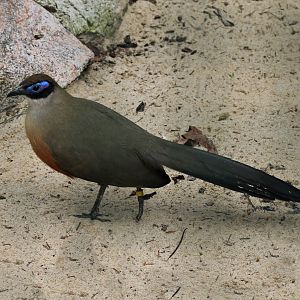Giant coua (Coua gigas)