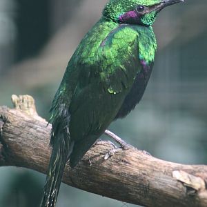 Emerald Starling (Lamprotornis iris)