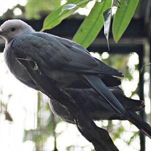(?) Pink-headed imperial pigeon (Ducula rosacea)