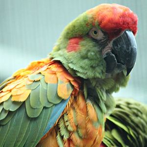 Red-fronted macaw (Ara rubrogenys)