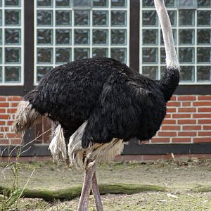 South African ostrich (Struthio camelus australis)