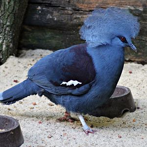 Western crowned pigeon (Goura cristata)