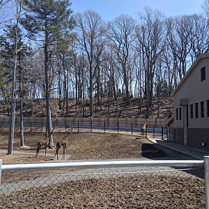 Animals of the Savannah