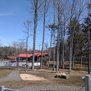 Animals of the Savannah