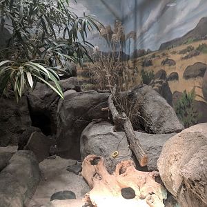 Animals of the Savannah Building