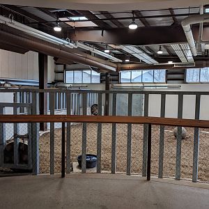 Animals of the Savannah